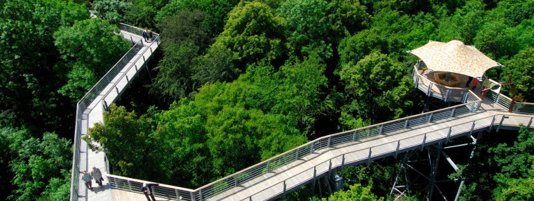Blick auf den Baumkronenpfad im Nationalpark Hainich.