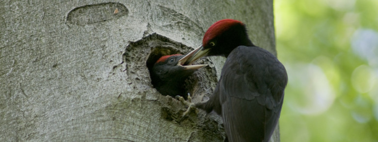 An verschiedenen Schautafeln kannst du mehr über die Bewohner des Nationalparks erfahren.