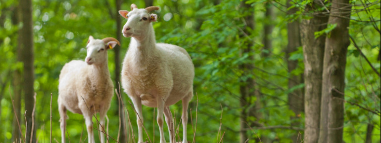 Auf dem großen Areal vor dem Eingang des Baumkronenpfades leben sechs weißgehörnte Heidschnucken.