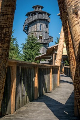 Wusstest du, dass jeder alte Baumstamm voller Leben ist?