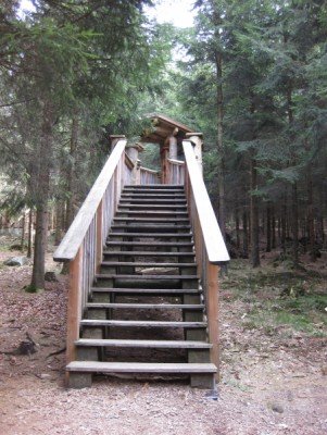 Die ersten Stufen führen auf das Gerüst bis zum 15 Meter über dem Waldboden