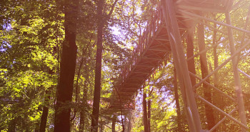 In 30 Metern Höhe erfährst du an verschiedenen Stationen wertvolle Informationen über den Lebensraum Wald.
