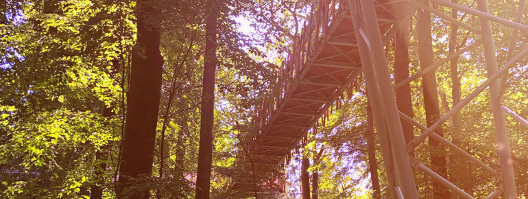 In 30 Metern Höhe erfährst du an verschiedenen Stationen wertvolle Informationen über den Lebensraum Wald.
