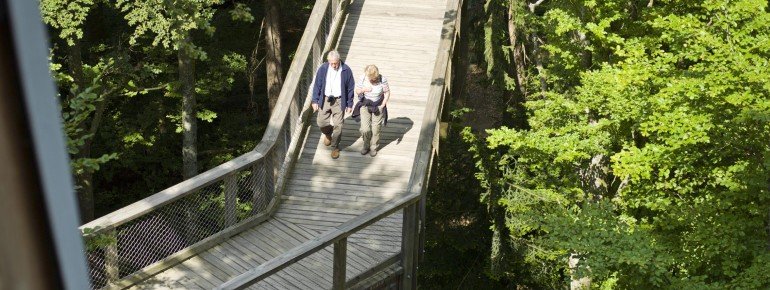 Der Pfad führt dich in luftiger Höhe durch den Wald.