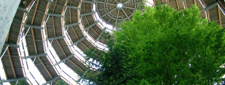 Blick von unten in das Baum-Ei