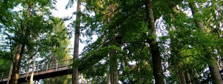 Der Baumwipfelpfad ist rund 1,3 Kilometer lang
