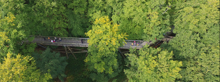 Zwischen 7 und 14 Metern über dem Boden verläuft der Pfad zwischen den Baumwipfeln.
