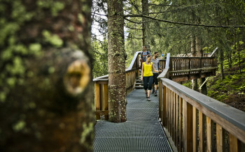 Der Baumzipfelpfad befindet sich in bis zu 30m Höhe und lässt dich die Natur hautnah erleben.