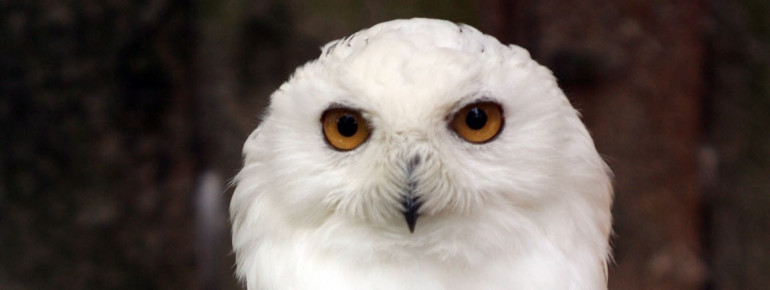 Majestätische Schneeeule