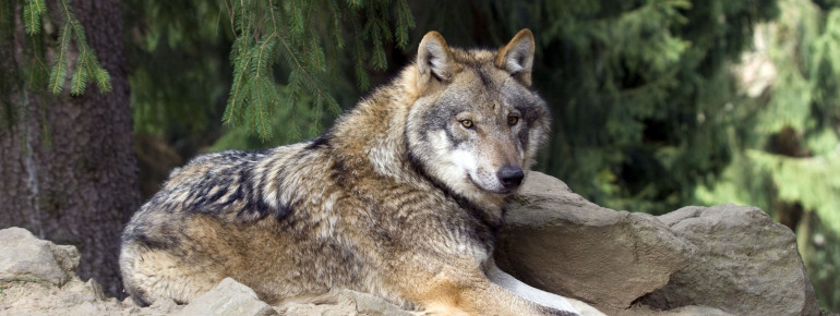 Beliebter Bewohner im Bayerwald-Park: der Wolf