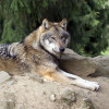 Beliebter Bewohner im Bayerwald-Park: der Wolf