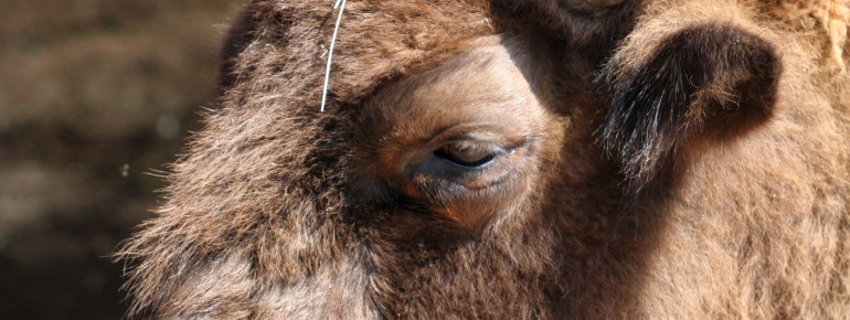 6.000 Jahre alte Tierart: der Wisent