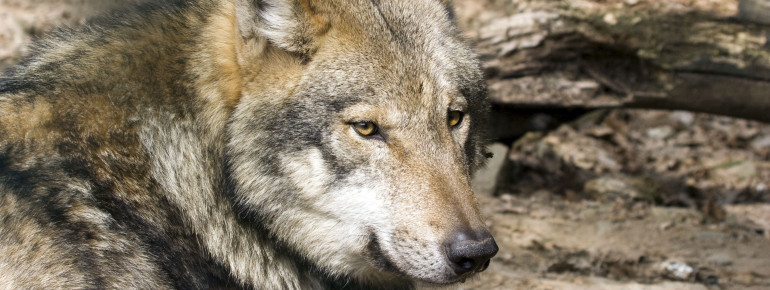 Der eurasische Wolfs