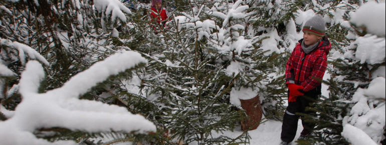 Wer findet am schnellsten den Weg aus dem Christbaumlabyrinth?