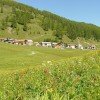 Sattes Grün und reiche Alpenflora in Lü