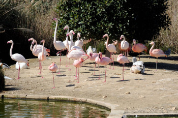 Flamingos im Bird Park in Kennedy Grove.