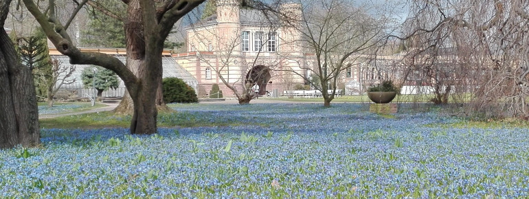 Im Frühling haben die Blausterne im Botanischen Garten in Karlsruhe Blütezeit. Die Wiese vor den historischen Glashäusern färbt sich dann blau.