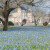Im Frühling haben die Blausterne im Botanischen Garten in Karlsruhe Blütezeit. Die Wiese vor den historischen Glashäusern färbt sich dann blau.