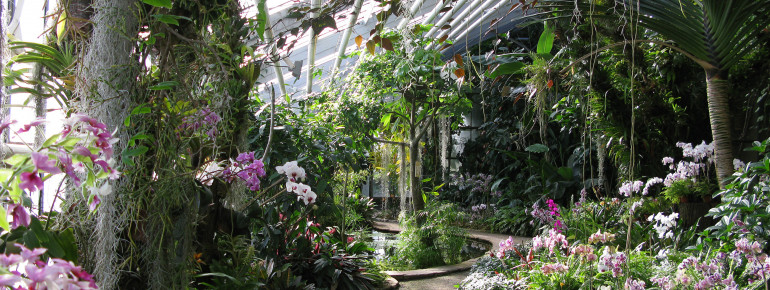 Im Tropenhaus erwarten dich betörende Düfte und Farben.