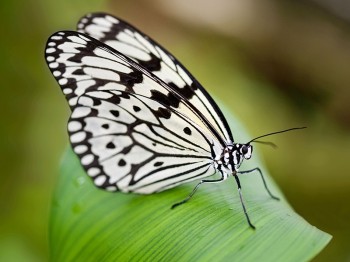 Die Weiße Baumnymphe beeindruckt durch ihr schwarz-weißes Muster, ihre Flügel sind transparent.