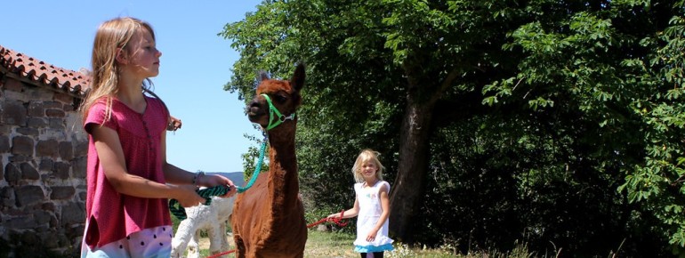 Alpakawanderungen um die Burg, sind eine tolle Aktivität für Familien.