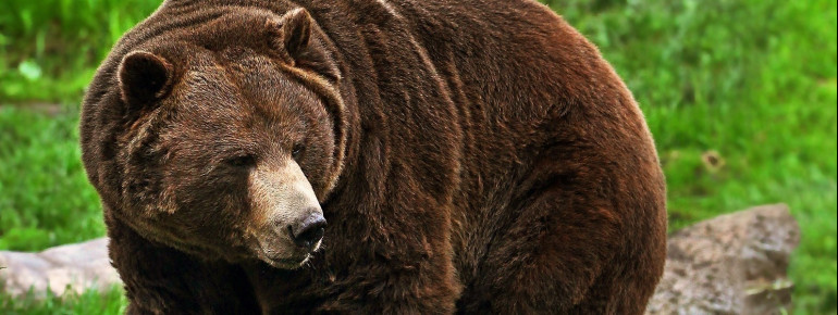 Wahrzeichen Nordamerikas: Der Grizzly