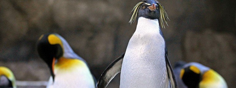 Vier verschiedene Pinguinarten beherbergt der Zoo