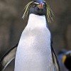 Vier verschiedene Pinguinarten beherbergt der Zoo
