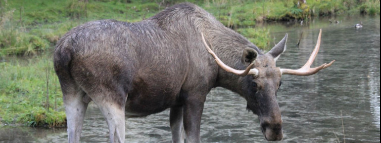 Bei einer Führung erfährst du Wissenswertes und Interessantes über die verschiedenen Tier-und Pflanzenarten im Cumberland Wildpark Grünau.