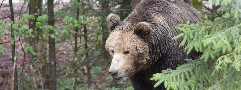 Den Braunbären kannst du im Wildpark Grünau auf Augenhöhe begegnen.
