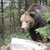 Den Braunbären kannst du im Wildpark Grünau auf Augenhöhe begegnen.