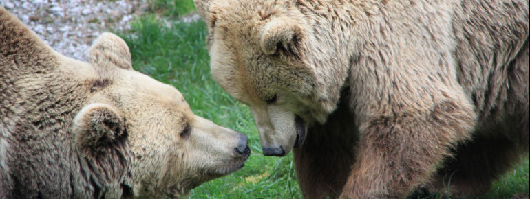 Im Tierpark Grünau leben etwa 500 Tiere.