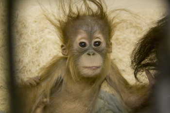 Bitte lächeln! - Schnappschuss eines Baby-Orangutans im Zoo.