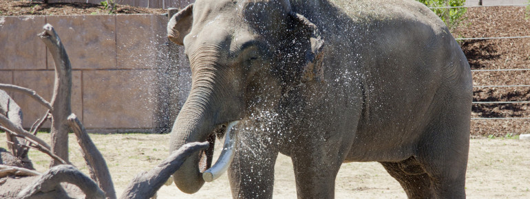 Nahaufnahme eines Elefanten im Zoo beim Wassertrinken. Elefanten dieser Größe trinken bis zu 200 Liter pro Tag.