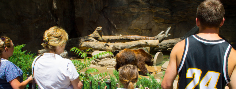 Garantierter Spaß für die ganze Familie: Bären, Affen, Giraffen, Löwen, Bisons und viele andere Tiere faszinieren Klein und Groß.
