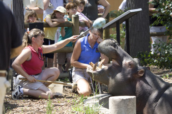 Tierpfleger füttern ein hungriges Nilpferd vor den Augen zahlreicher begeisterter Zoobesucher.