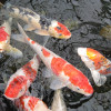 Die schillernden Koi Karpfen gelten in Japan als Statussymbol.