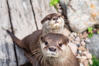 Auch Fischotter leben in der botanika neben Affen und zahlreichen Schmetterlingen.