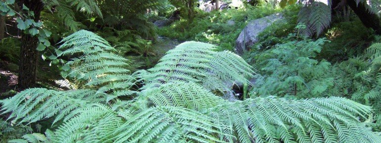 Im Farntal (Waldgärten)