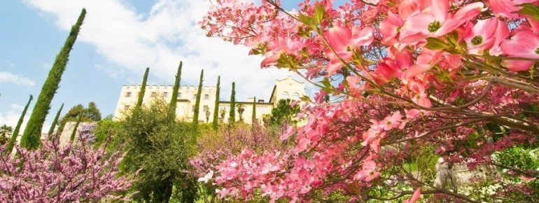 Herrliche Blütenpracht im Frühling