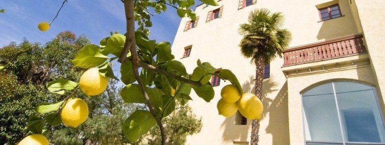 Zitruspflanzen auf der Limonaia