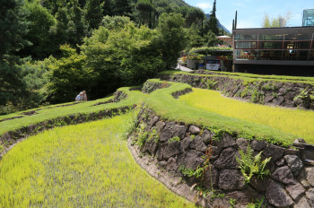 Reisfelder im chinesischen Garten