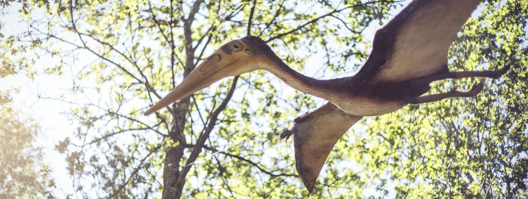 Der Erlebnispfad führt dich mitten durch den Wald.
