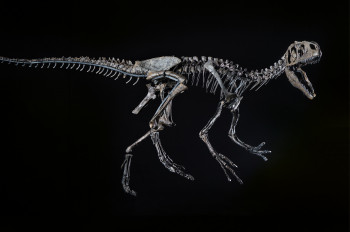 In der Museumshalle ist u.a. das Originalskelett eines jungen Allosauriers ausgestellt.