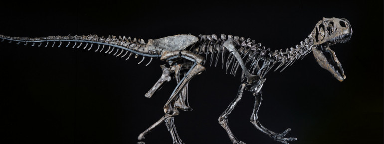 In der Museumshalle ist u.a. das Originalskelett eines jungen Allosauriers ausgestellt.