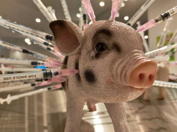 Das „Anabolika-Schwein“ ist eines der besonders einprägsamen Exponate im Museum und steht stellvertretend für die industrielle Lebensmittelproduktion.