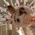 Das „Anabolika-Schwein“ ist eines der besonders einprägsamen Exponate im Museum und steht stellvertretend für die industrielle Lebensmittelproduktion.