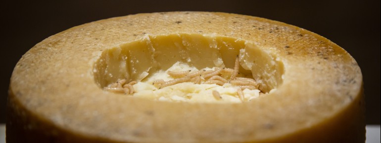 Schafskäse mit lebenden Fliegenmaden. Bist du bereit für die Geschmacksprobe?