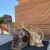 Auf einem Dinosauerer reiten? Ein Fotospot für Groß und Klein.