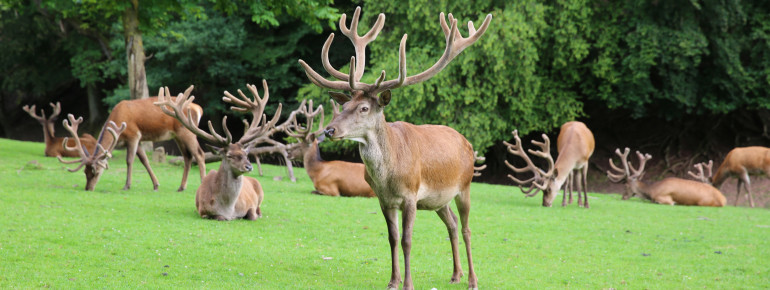 Wildtiere hautnah erleben.